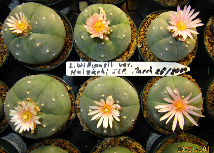 Lophophora Williamsii var. Huizachi